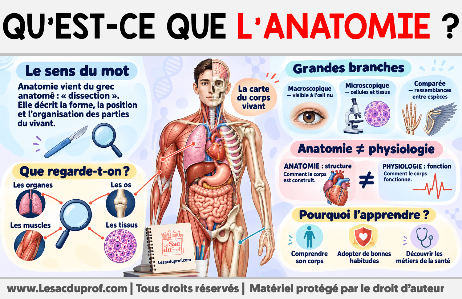 Qu’est-ce que l’anatomie ? Infographie sur Qu’est-ce que l’anatomie ?