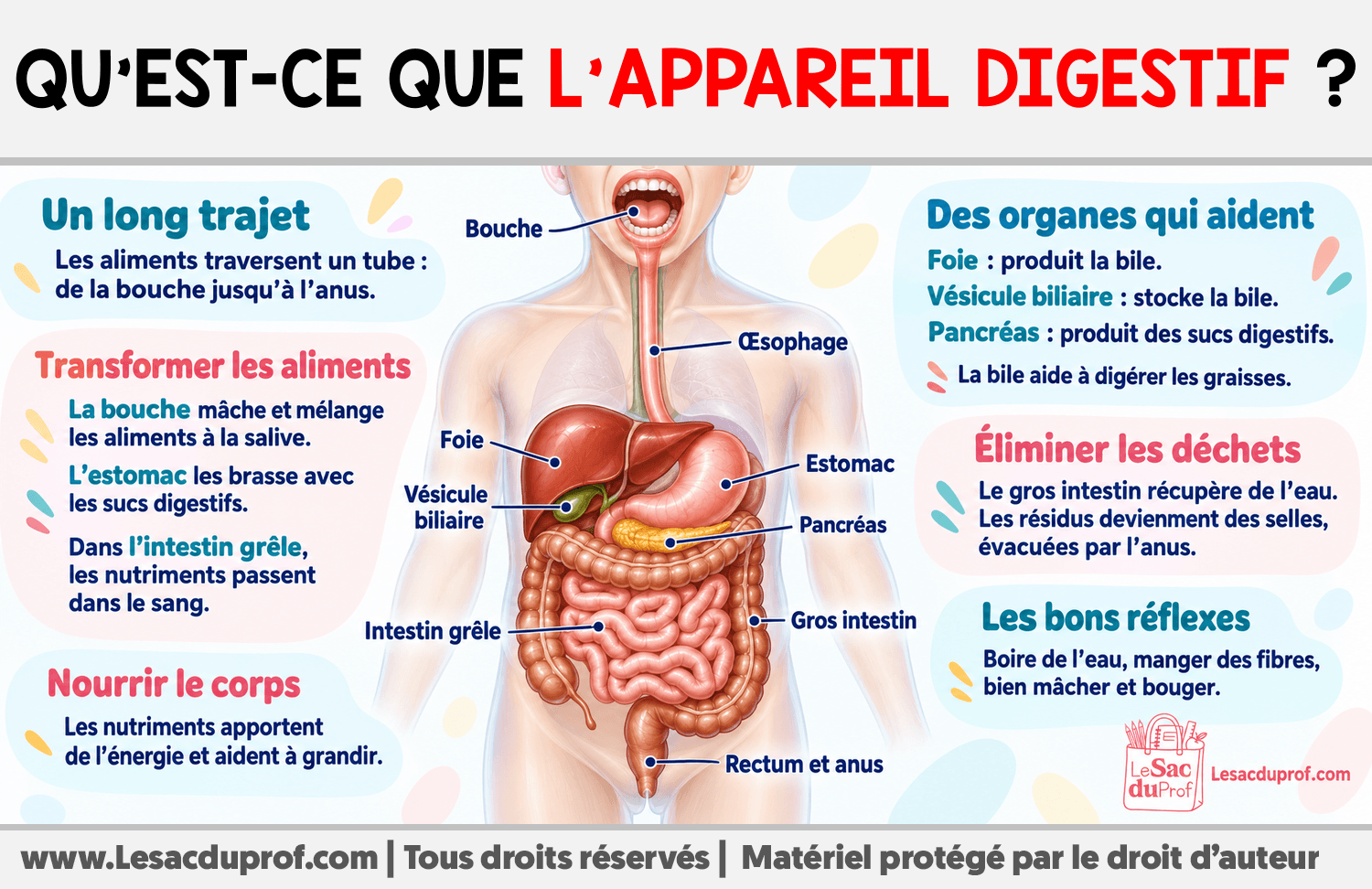 Qu’est-ce que l’appareil digestif ? Infographie sur Qu’est-ce que l’appareil digestif ?