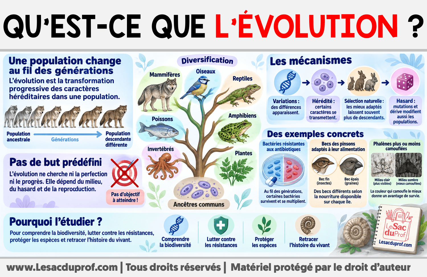 Qu’est-ce que l’évolution ? Infographie sur Qu’est-ce que l’évolution ?