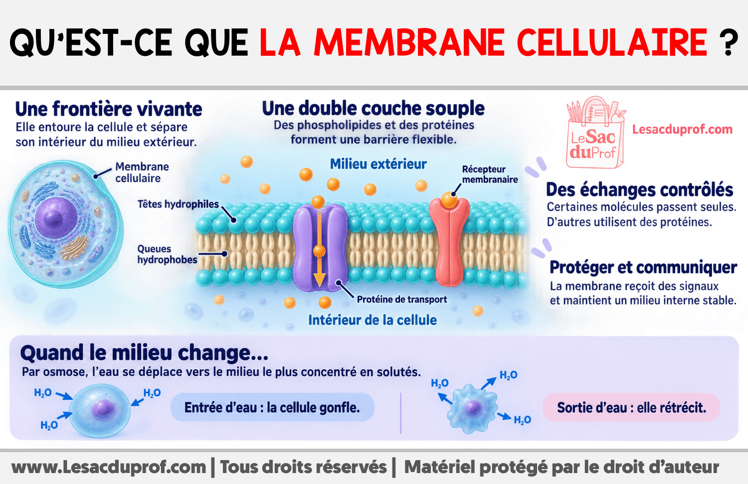 Qu’est-ce que la membrane cellulaire ? Infographie sur Qu’est-ce que la membrane cellulaire ?