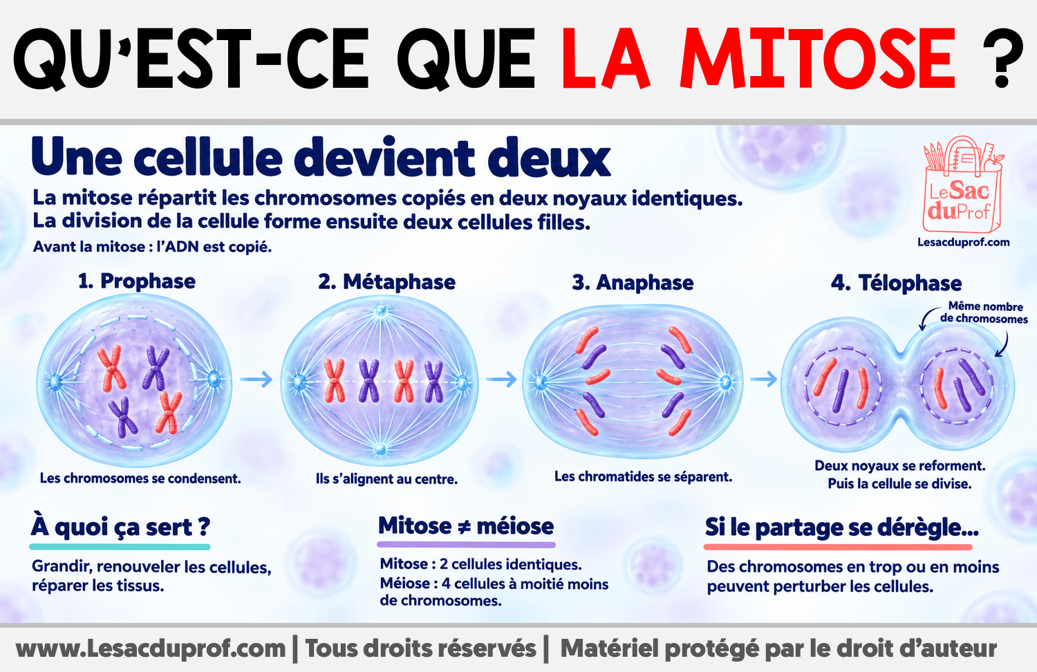 Qu’est-ce que la mitose ? Infographie sur Qu’est-ce que la mitose ?