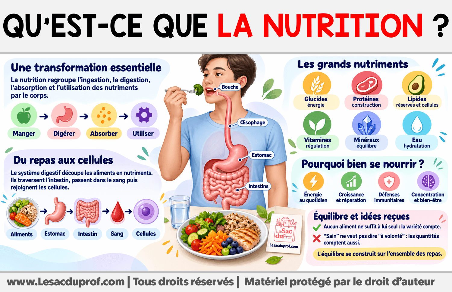 Infographie sur Qu’est-ce que la nutrition ?