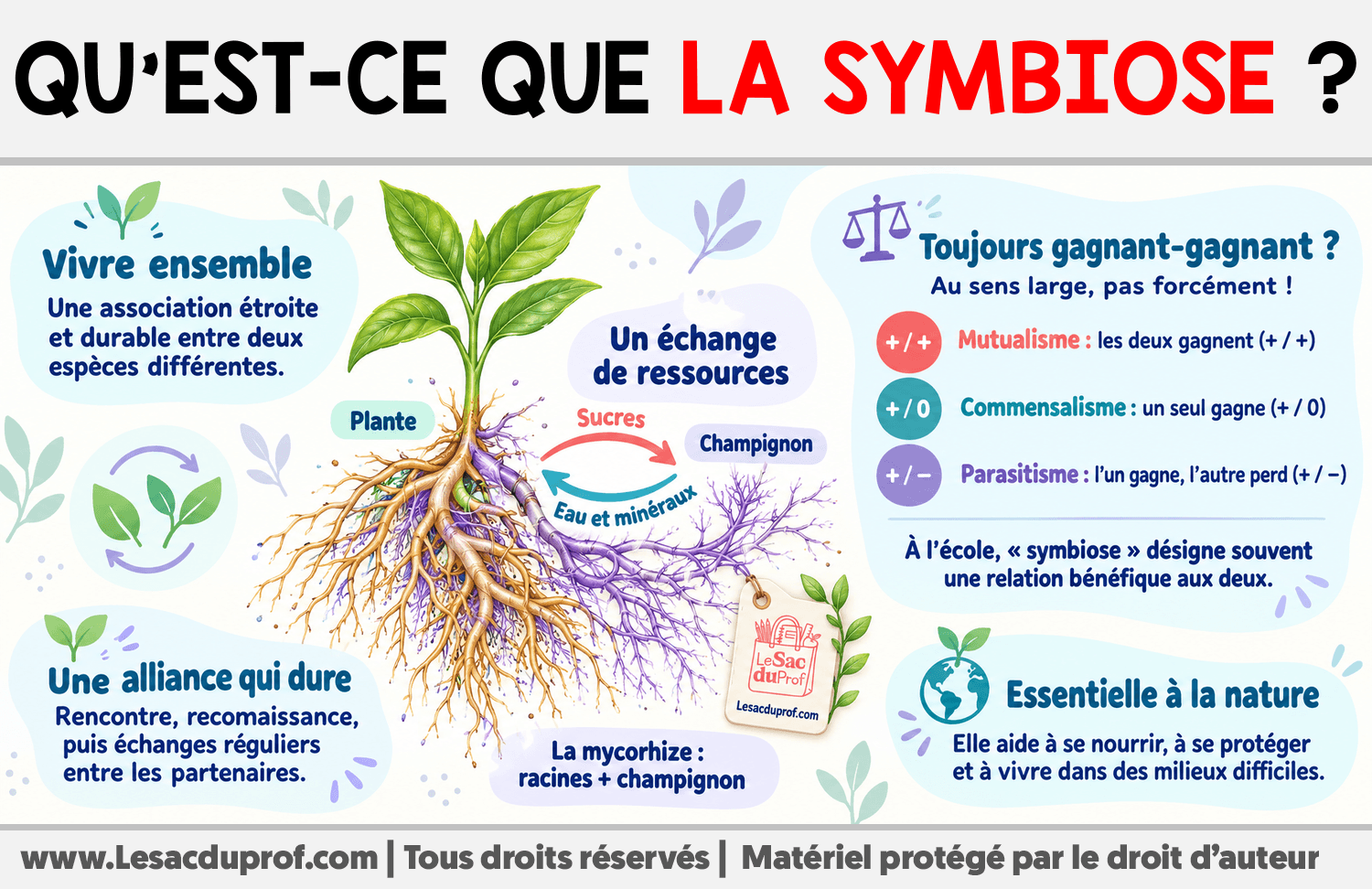 Infographie sur Qu’est-ce que la symbiose ?