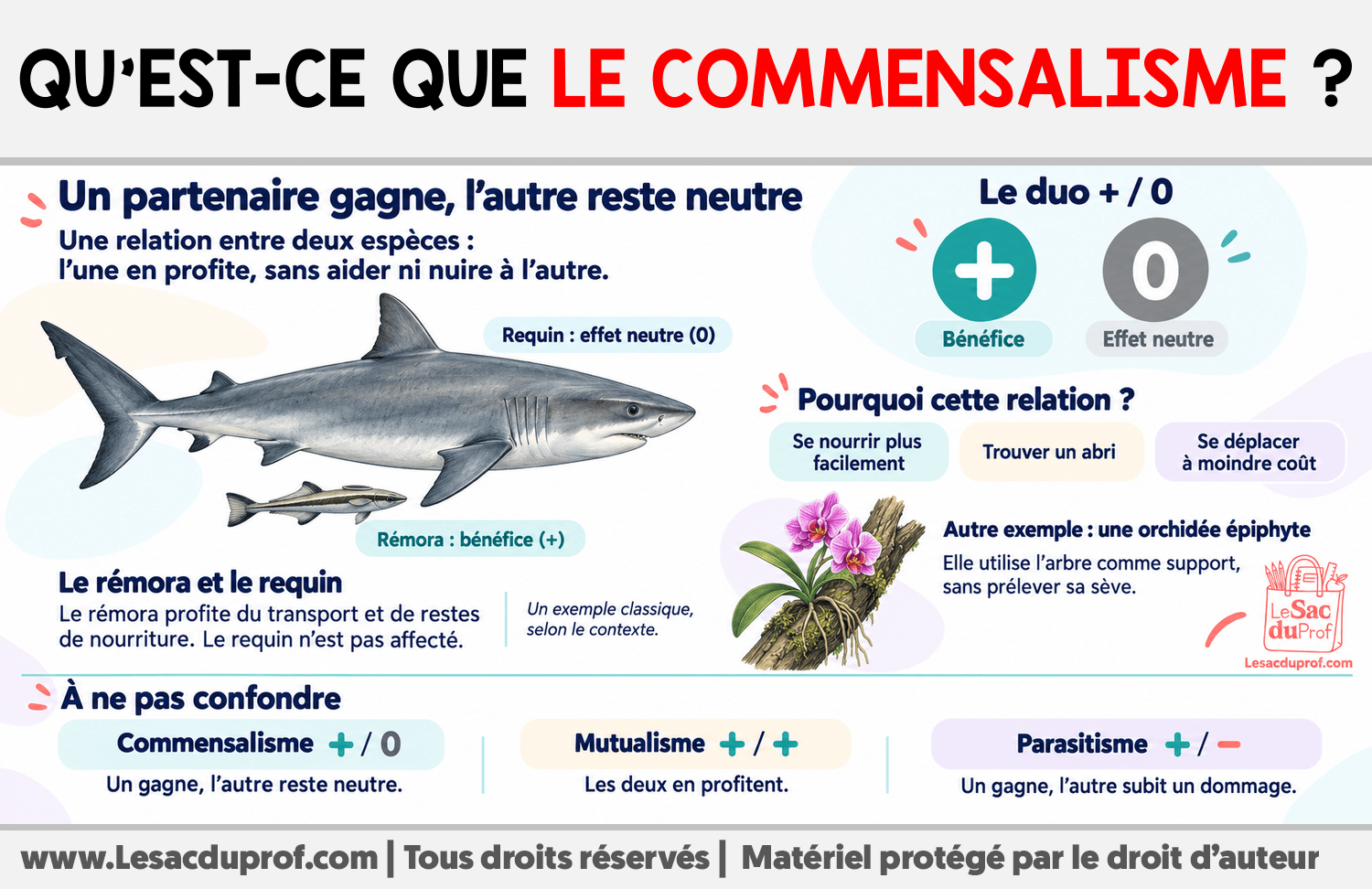 Qu’est-ce que le commensalisme ? Infographie sur Qu’est-ce que le commensalisme ?