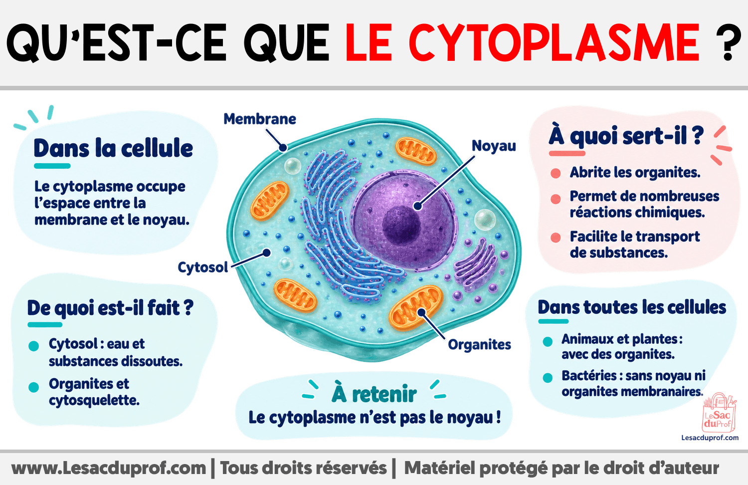 Qu’est-ce que le cytoplasme ? Infographie sur Qu’est-ce que le cytoplasme ?
