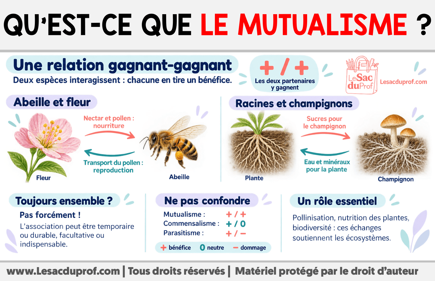 Qu’est-ce que le mutualisme ? Infographie sur Qu’est-ce que le mutualisme ?